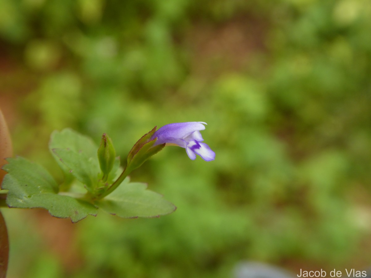 Torenia crustacea (L.) Cham. & Schltdl.
